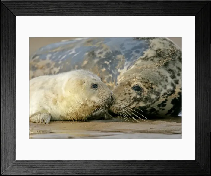 Framed Print : Grey Seal mother and newborn pup taking stock of each other Donna Nook, Lincolnshire Coast, England, UK Framed Print : Grey Seal mother and newborn pup taking stock of each other Donna Nook, Lincolnshire Coast, England, UK