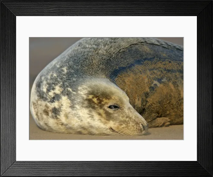 Framed Print : Grey Seal portrait of a female resting on sand bank Donna Nook, Lincolnshire Coast, England, UK Framed Print : Grey Seal portrait of a female resting on sand bank Donna Nook, Lincolnshire Coast, England, UK
