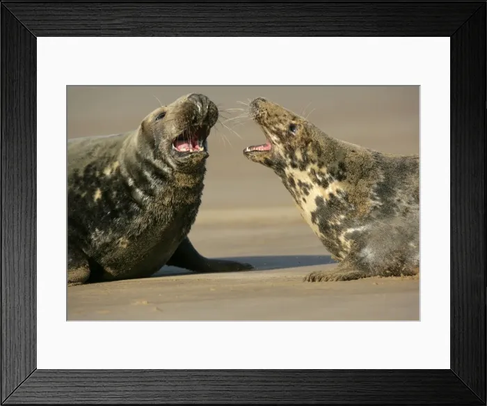 Framed Print : Grey Seal female warding off courting bull Donna Nook, Lincolnshire Coast, England, UK Framed Print : Grey Seal female warding off courting bull Donna Nook, Lincolnshire Coast, England, UK