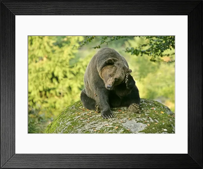 Framed Print : Brown Bear sitting on rock scratching it's head Bavaria, Germany Framed Print : Brown Bear sitting on rock scratching it's head Bavaria, Germany