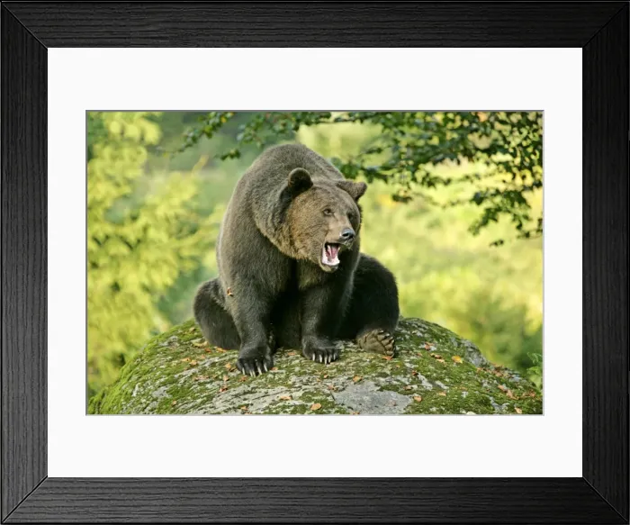 Framed Print : Brown Bear sitting on rock yawning Bavaria, Germany Framed Print : Brown Bear sitting on rock yawning Bavaria, Germany