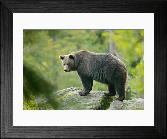 Framed Print : Brown Bear standing on rock in forest Bavaria, Germany Framed Print : Brown Bear standing on rock in forest Bavaria, Germany
