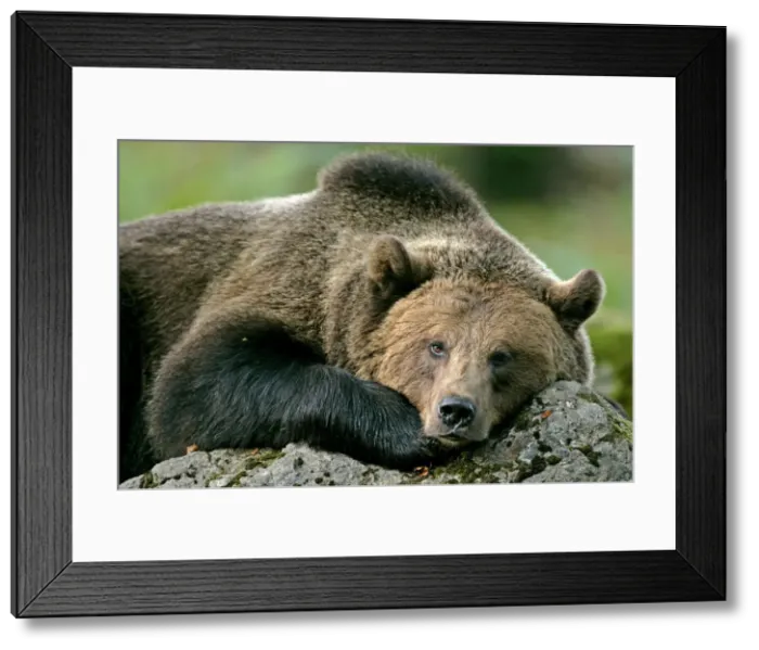 Framed Print : Brown Bear Portrait Bavaria, Germany Framed Print : Brown Bear Portrait Bavaria, Germany