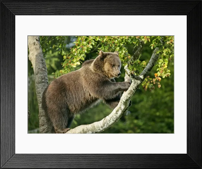 Framed Print : Brown Bear climbing on tree Bavaria, Germany Framed Print : Brown Bear climbing on tree Bavaria, Germany