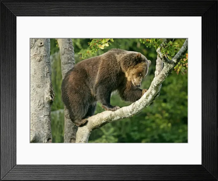 Framed Print : Brown Bear climbing on tree Bavaria, Germany