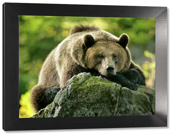 Brown Bear resting on rock Bavaria, Germany