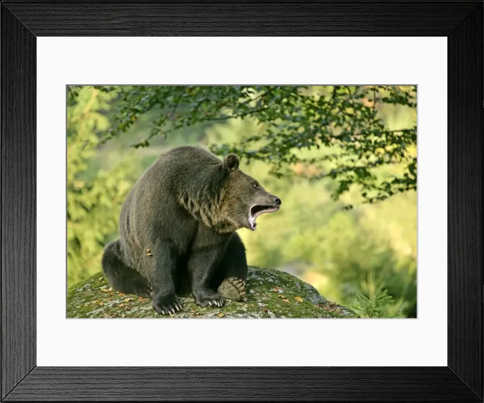 Framed Print : Brown Bear sitting on rock yawning Bavaria, Germany Framed Print : Brown Bear sitting on rock yawning Bavaria, Germany
