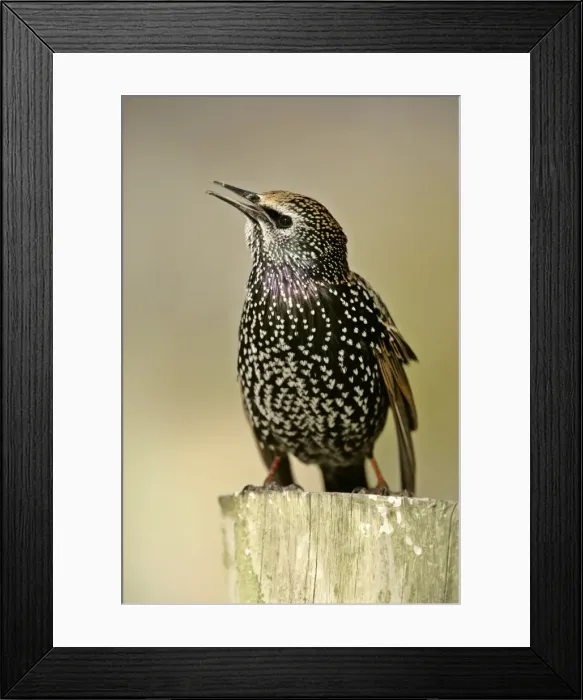 Framed Print : Common Starling sitting on pearch chirping Dorset, England, UK Framed Print : Common Starling sitting on pearch chirping Dorset, England, UK