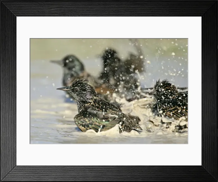 Framed Print : Common Starling flight bathing in rain puddle Dorset, England, UK