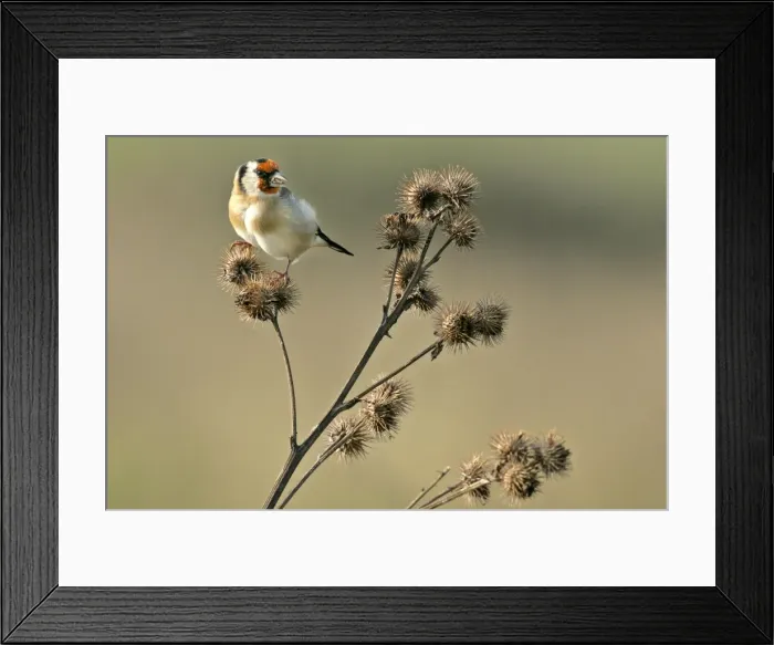 Framed Print : Goldfinch sitting on thistle feeding on thistle seed Beachy Head, Sussex Downs, England, UK Framed Print : Goldfinch sitting on thistle feeding on thistle seed Beachy Head, Sussex Downs, England, UK