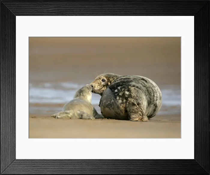 Framed Print : Grey Seal mother and newborn pup taking stock of each other Donna Nook, Lincolnshire Coast, England, UK Framed Print : Grey Seal mother and newborn pup taking stock of each other Donna Nook, Lincolnshire Coast, England, UK