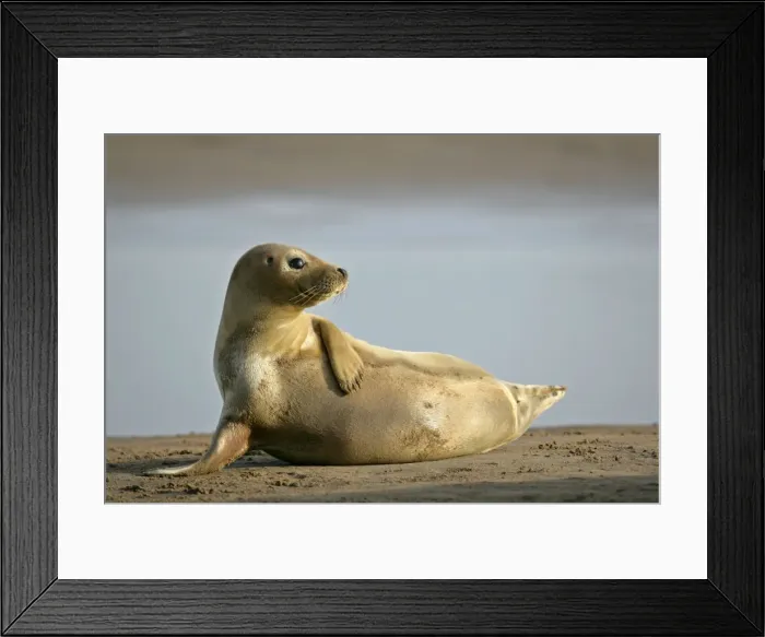 Framed Print : Grey Seal young resting on beach propped on fin Donna Nook, Lincolnshire Coast, England, UK Framed Print : Grey Seal young resting on beach propped on fin Donna Nook, Lincolnshire Coast, England, UK