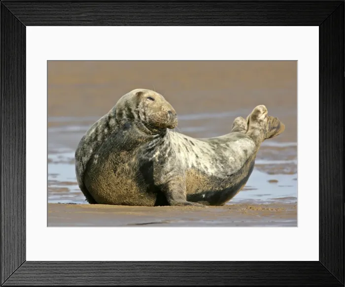 Framed Print : Grey Seal adult grey seal resting on sand bank Donna Nook, Lincolnshire coast, England, UK Framed Print : Grey Seal adult grey seal resting on sand bank Donna Nook, Lincolnshire coast, England, UK