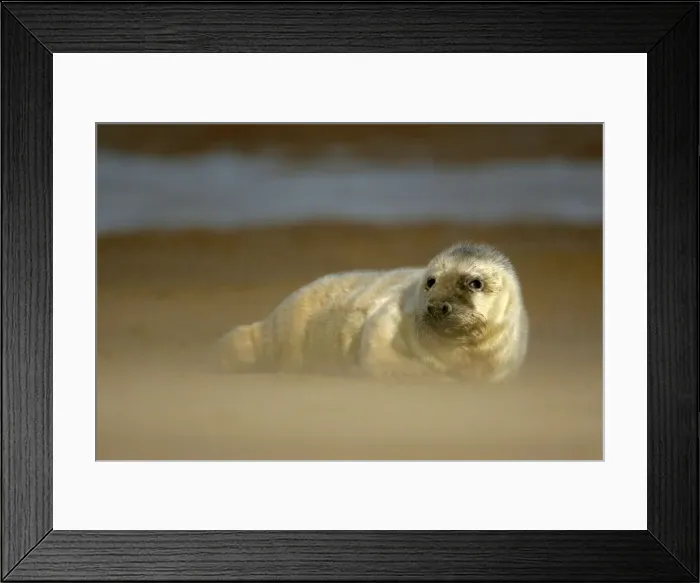 Framed Print : Grey Seal pup resting on sand bank during sandstorm Donna Nook, Lincolnshire Coast, England, UK Framed Print : Grey Seal pup resting on sand bank during sandstorm Donna Nook, Lincolnshire Coast, England, UK