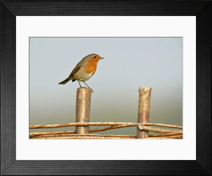 Framed Print : Robin sitting on fence Birling Gap, Sussex Downs, England, UK Framed Print : Robin sitting on fence Birling Gap, Sussex Downs, England, UK
