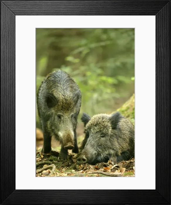 Framed Print : Wild Boar one individual approaching resting one making contact Bavaria, Germany Framed Print : Wild Boar one individual approaching resting one making contact Bavaria, Germany