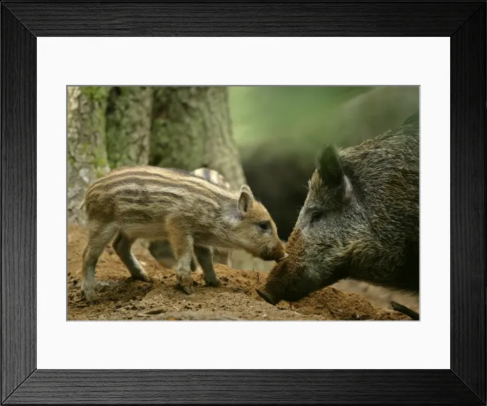 Framed Print : Wild Boar piglet and mother foraging for food Bavaria, Germany Framed Print : Wild Boar piglet and mother foraging for food Bavaria, Germany