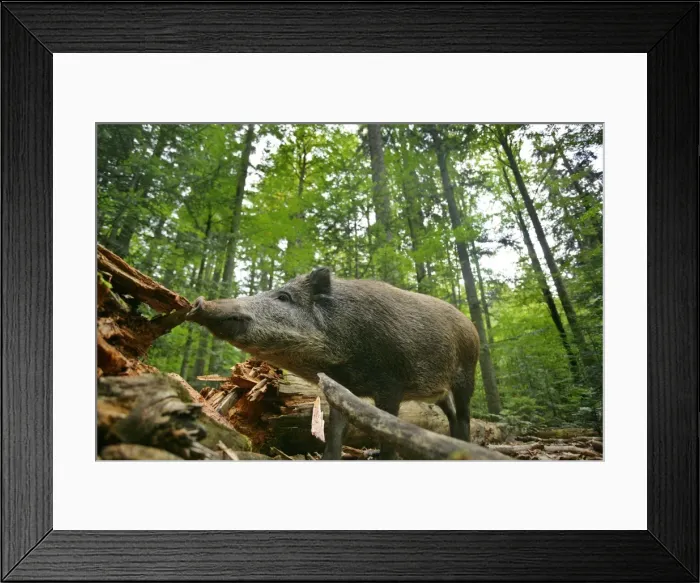 Framed Print : Wild Boar adult wild boar in forest searching for food under a dead tree trunk Bavaria, Germany Framed Print : Wild Boar adult wild boar in forest searching for food under a dead tree trunk Bavaria, Germany