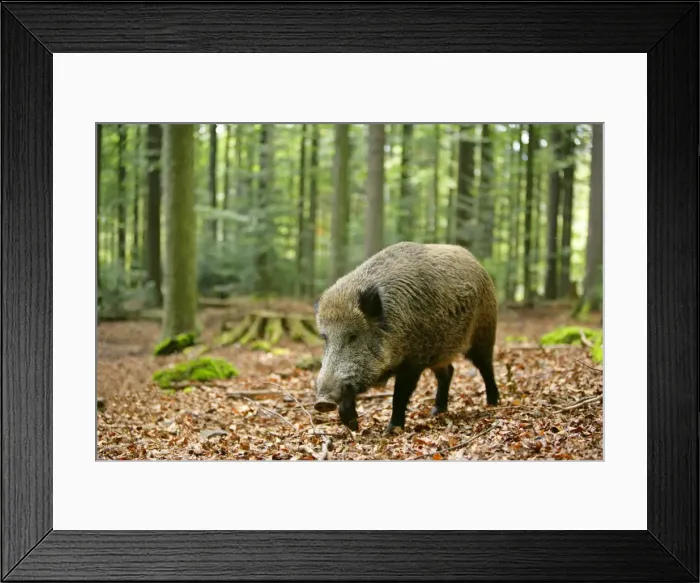 Framed Print : Wild Boar adult individual strolling through forest Bavaria, Germany Framed Print : Wild Boar adult individual strolling through forest Bavaria, Germany