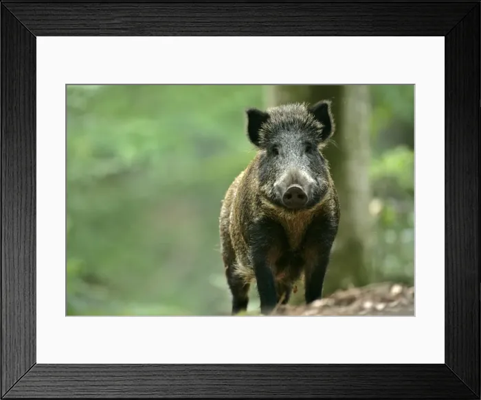 Framed Print : Wild Boar in forest Bavaria, Germany Framed Print : Wild Boar in forest Bavaria, Germany