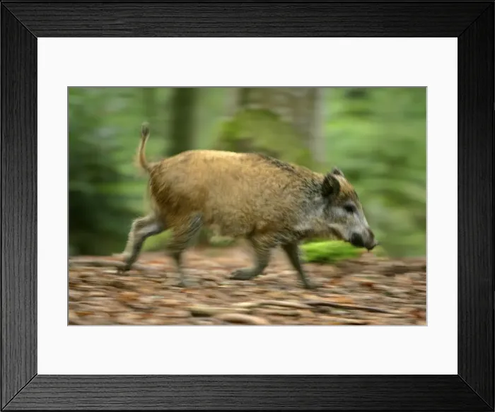 Framed Print : Wild Boar young one running through forest Bavaria, Germany Framed Print : Wild Boar young one running through forest Bavaria, Germany