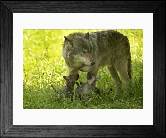 Framed Print : Wolf with cubs Bavaria, Germany Framed Print : Wolf with cubs Bavaria, Germany