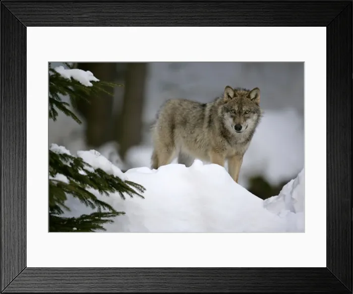 Framed Print : Wolf standing in snow in winter forest Bavaria, Germany Framed Print : Wolf standing in snow in winter forest Bavaria, Germany