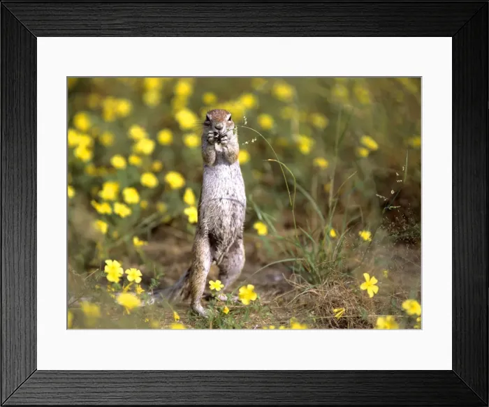 Framed Print : Cape Ground Squirrel feeding on grass seeds between yellow flowers standing on it's hind legs Etosha National Park, Namibia, Africa Framed Print : Cape Ground Squirrel feeding on grass seeds between yellow flowers standing on it's hind legs Etosha National Park, Namibia, Africa