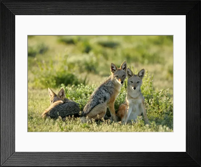 Framed Print : Black-backed Jackals three young ones resting in savanna Etosha National Park, Namibia, Africa Framed Print : Black-backed Jackals three young ones resting in savanna Etosha National Park, Namibia, Africa