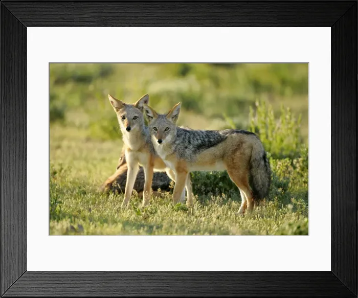 Framed Print : Black-backed Jackal two young ones standing in savanna Etosha National Park, Nambia, Africa Framed Print : Black-backed Jackal two young ones standing in savanna Etosha National Park, Nambia, Africa