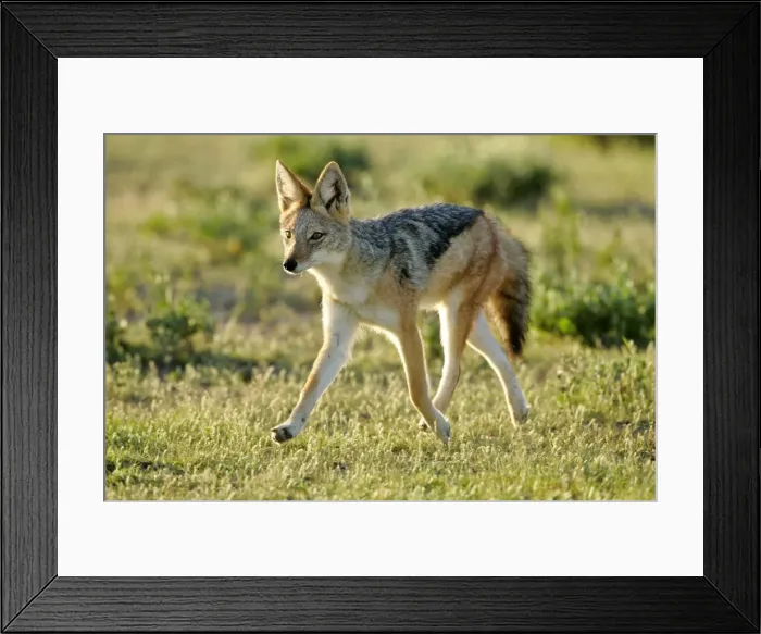 Framed Print : Black-backed Jackal young one strolling through savanna Etosha National Park, Namibia, Africa Framed Print : Black-backed Jackal young one strolling through savanna Etosha National Park, Namibia, Africa