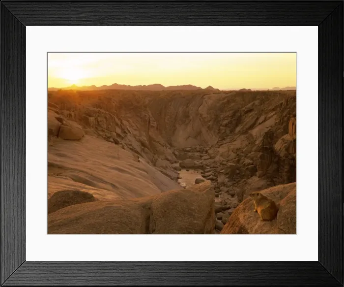 Framed Print : Rock Dassie overlooking canyon of the Orange river Augrabis Falls National Park, South Africa Framed Print : Rock Dassie overlooking canyon of the Orange river Augrabis Falls National Park, South Africa