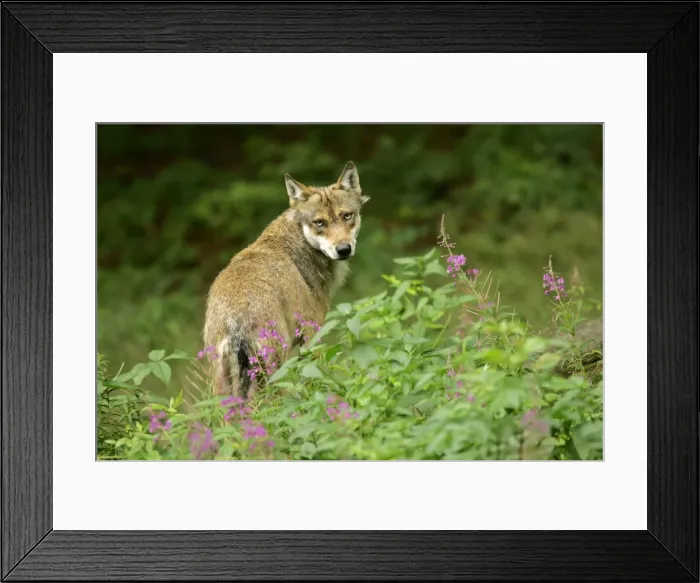 Framed Print : Wolf adult wolf standing on forest clearing amidst stand of fireweed looking into camera Bavaria, Germany Framed Print : Wolf adult wolf standing on forest clearing amidst stand of fireweed looking into camera Bavaria, Germany