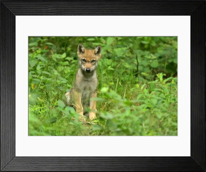 Framed Print : Wolf cub sitting on forest clearing looking into camera Bavaria, Germany Framed Print : Wolf cub sitting on forest clearing looking into camera Bavaria, Germany