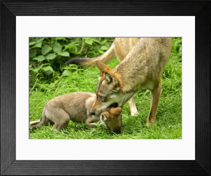 Framed Print : Wolf She-Wolf about to drag off cub by biting lightly into it's neck Bavaria, Germany Framed Print : Wolf She-Wolf about to drag off cub by biting lightly into it's neck Bavaria, Germany