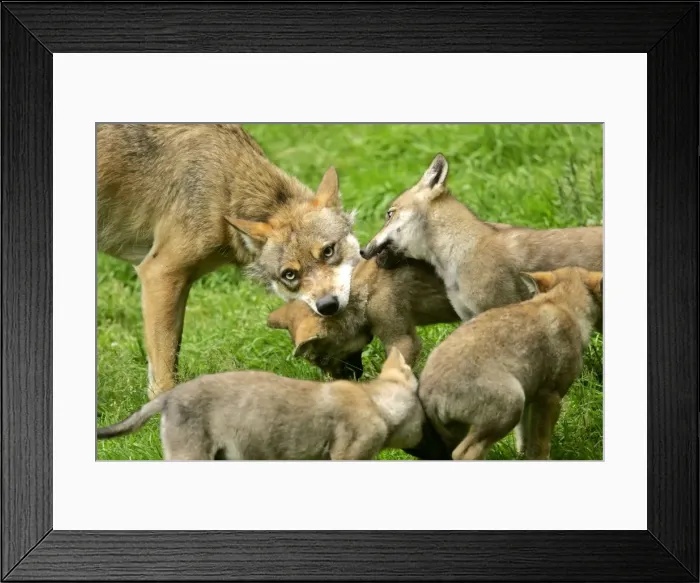 Framed Print : Wolf family she-wolf and cubs teasing each other by biting playfully Bavaria, Germany Framed Print : Wolf family she-wolf and cubs teasing each other by biting playfully Bavaria, Germany