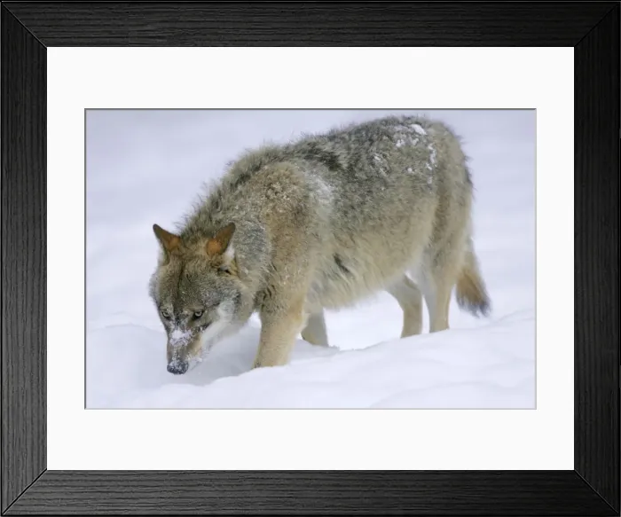 Framed Print : Wolf in snow adult strolling through snow Bavaria, Germany Framed Print : Wolf in snow adult strolling through snow Bavaria, Germany