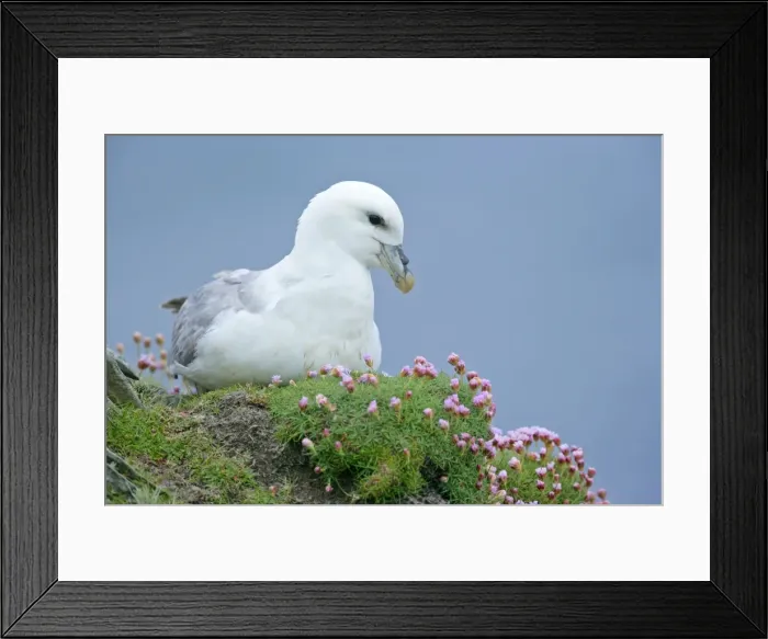 Framed Print : Fulmar - adult sitting on nest - in sea thrift - Sumburgh Head RSPB Reserve, South Mainland, Shetland Isles, Scotland, UK Framed Print : Fulmar - adult sitting on nest - in sea thrift - Sumburgh Head RSPB Reserve, South Mainland, Shetland Isles, Scotland, UK