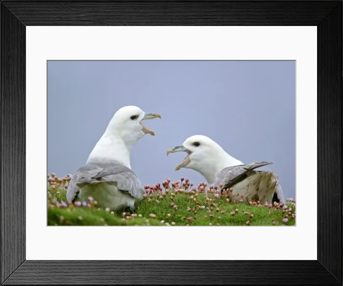 Framed Print : Fulmar - two adults defending their nests - in sea thrift - Sumburgh Head RSPB Reserve, South Mainland, Shetland Isles, Scotland, UK Framed Print : Fulmar - two adults defending their nests - in sea thrift - Sumburgh Head RSPB Reserve, South Mainland, Shetland Isles, Scotland, UK