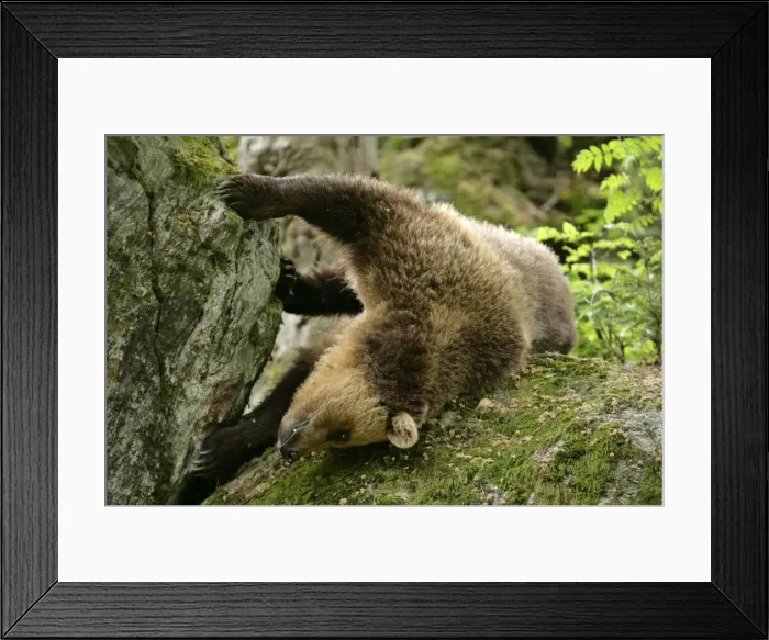 Framed Print : Brown Bear young one rolling around playfully on a rock Bavaria, Europe Framed Print : Brown Bear young one rolling around playfully on a rock Bavaria, Europe