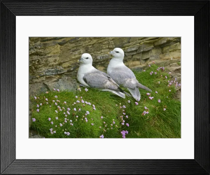 Framed Print : Fulmar pair of adults sitting on cliff ledge - sea thrift flowers Sumburgh Head RSPB Reserve, South Mainland, Shetland Isles, Scotland, UK Framed Print : Fulmar pair of adults sitting on cliff ledge - sea thrift flowers Sumburgh Head RSPB Reserve, South Mainland, Shetland Isles, Scotland, UK