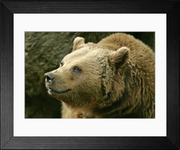 Framed Print : Brown Bear portrait Bavaria, Germany Framed Print : Brown Bear portrait Bavaria, Germany