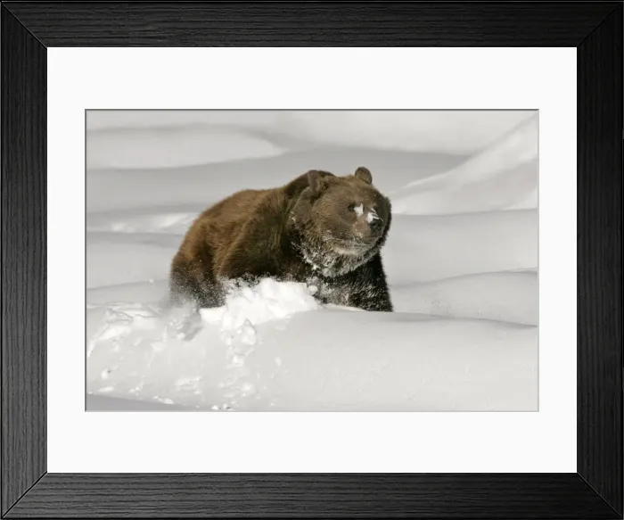Framed Print : Brown Bear wading throug deep snow Bavaria, Germany Framed Print : Brown Bear wading throug deep snow Bavaria, Germany