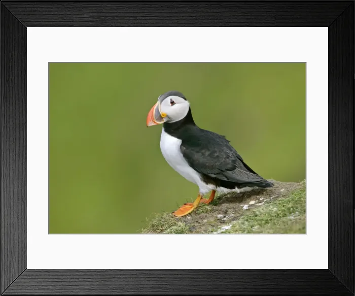 Framed Print : Puffin sitting on cliff edge Hermaness Nature Reserve, Unst, Shetland Isles, Scotland, UK Framed Print : Puffin sitting on cliff edge Hermaness Nature Reserve, Unst, Shetland Isles, Scotland, UK