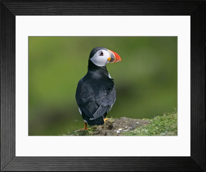 Framed Print : Puffin on cliff edge Hermaness Nature Reserve, Unst, Shetland Isles, Scotland, UK Framed Print : Puffin on cliff edge Hermaness Nature Reserve, Unst, Shetland Isles, Scotland, UK