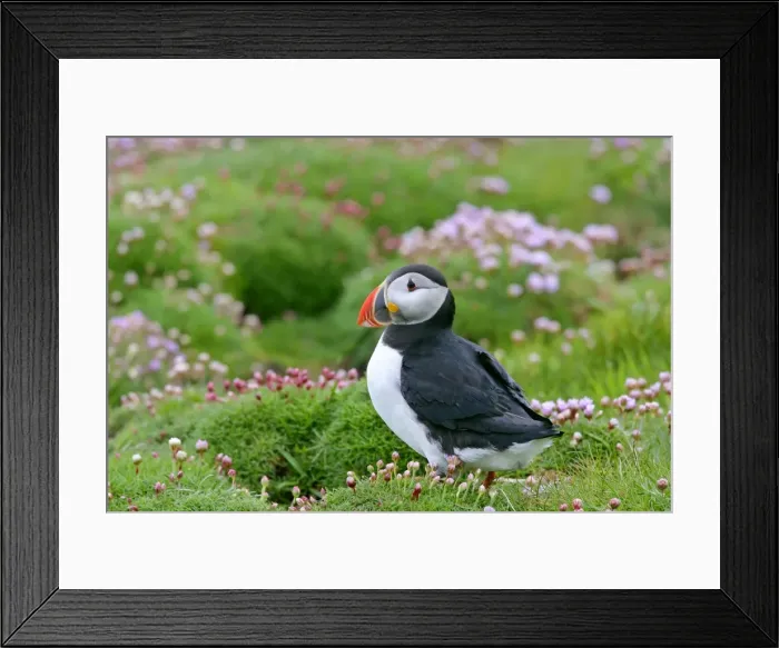 Framed Print : Puffin sitting amidst blooming Sea Pink Sumburgh Head RSPB Reserve, South Mainland, Shetland Isles, Scotland, UK Framed Print : Puffin sitting amidst blooming Sea Pink Sumburgh Head RSPB Reserve, South Mainland, Shetland Isles, Scotland, UK
