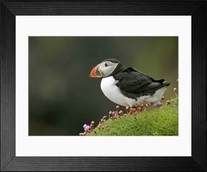 Framed Print : Puffin sitting amidst blooming Sea Pink (Armeria maritima) Sumburgh Head RSPB Reserve, South Mainland, Shetland Isles, Scotland, UK Framed Print : Puffin sitting amidst blooming Sea Pink (Armeria maritima) Sumburgh Head RSPB Reserve, South Mainland, Shetland Isles, Scotland, UK