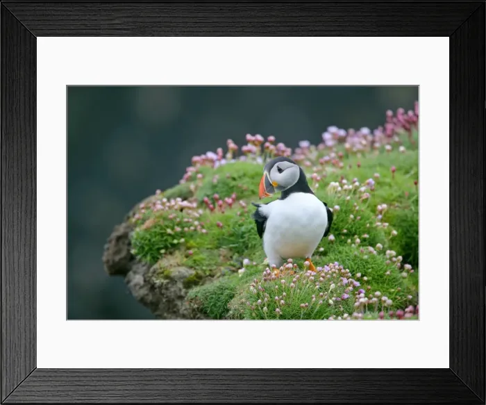 Framed Print : Puffin standing on overhanging cliff amidst blooming Sea Pink (Armeria maritima) Sumburgh Head RSPB Reserve, South Mainland, Shetland Isles, Scotland, UK Framed Print : Puffin standing on overhanging cliff amidst blooming Sea Pink (Armeria maritima) Sumburgh Head RSPB Reserve, South Mainland, Shetland Isles, Scotland, UK