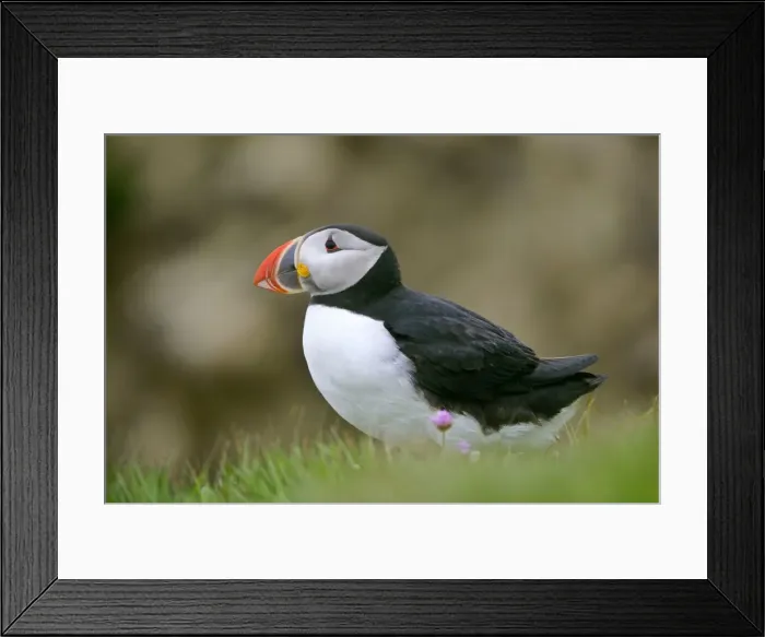 Framed Print : Puffin sitting on cliff top Sumburgh Head RSPB Reserve, South Mainland, Shetland Isles, Scotland, UK Framed Print : Puffin sitting on cliff top Sumburgh Head RSPB Reserve, South Mainland, Shetland Isles, Scotland, UK