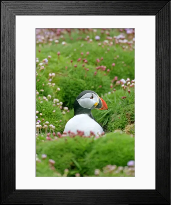 Framed Print : Puffin sitting amidst blooming Sea Pink (Armeria maritima) Sumburgh Head RSPB Reserve, South Mainland, Shetland Isles, Scotland, UK Framed Print : Puffin sitting amidst blooming Sea Pink (Armeria maritima) Sumburgh Head RSPB Reserve, South Mainland, Shetland Isles, Scotland, UK